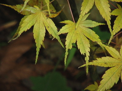 Oriental Medicine and Your Health